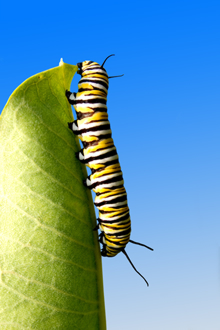 A Caterpillar on a Leaf