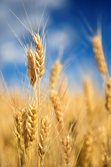 Wheat in the Field